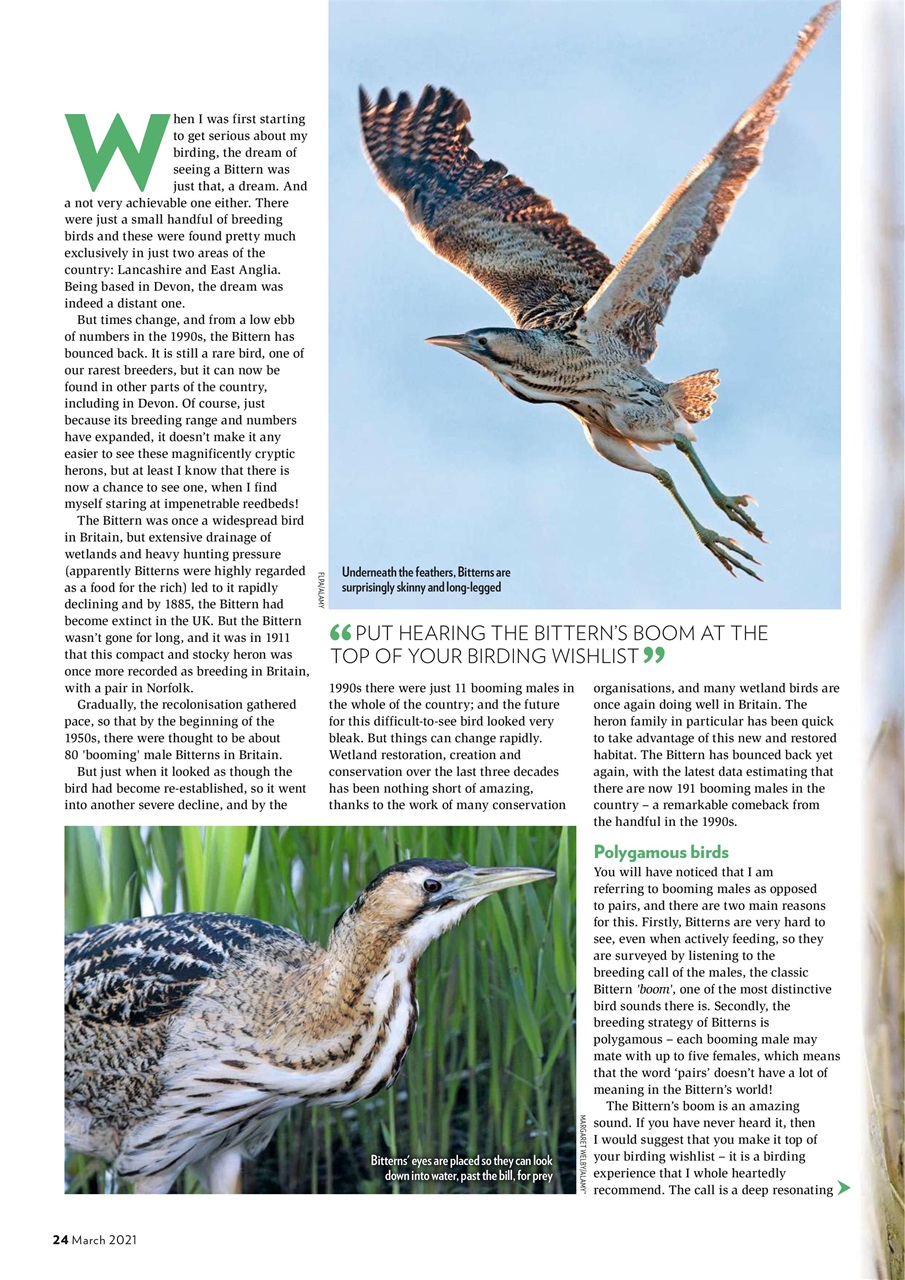 Bird Watching Preview Pages
