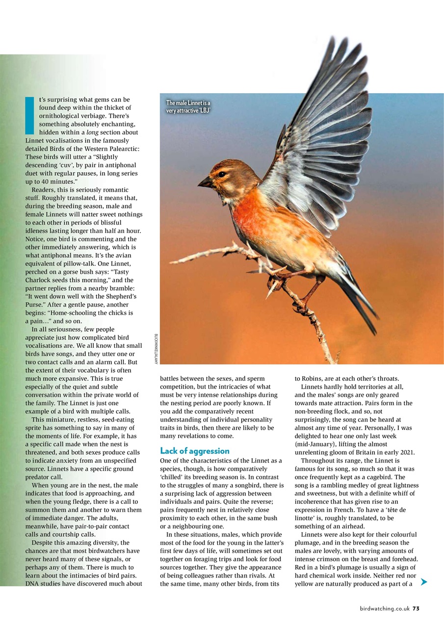 Bird Watching Preview Pages