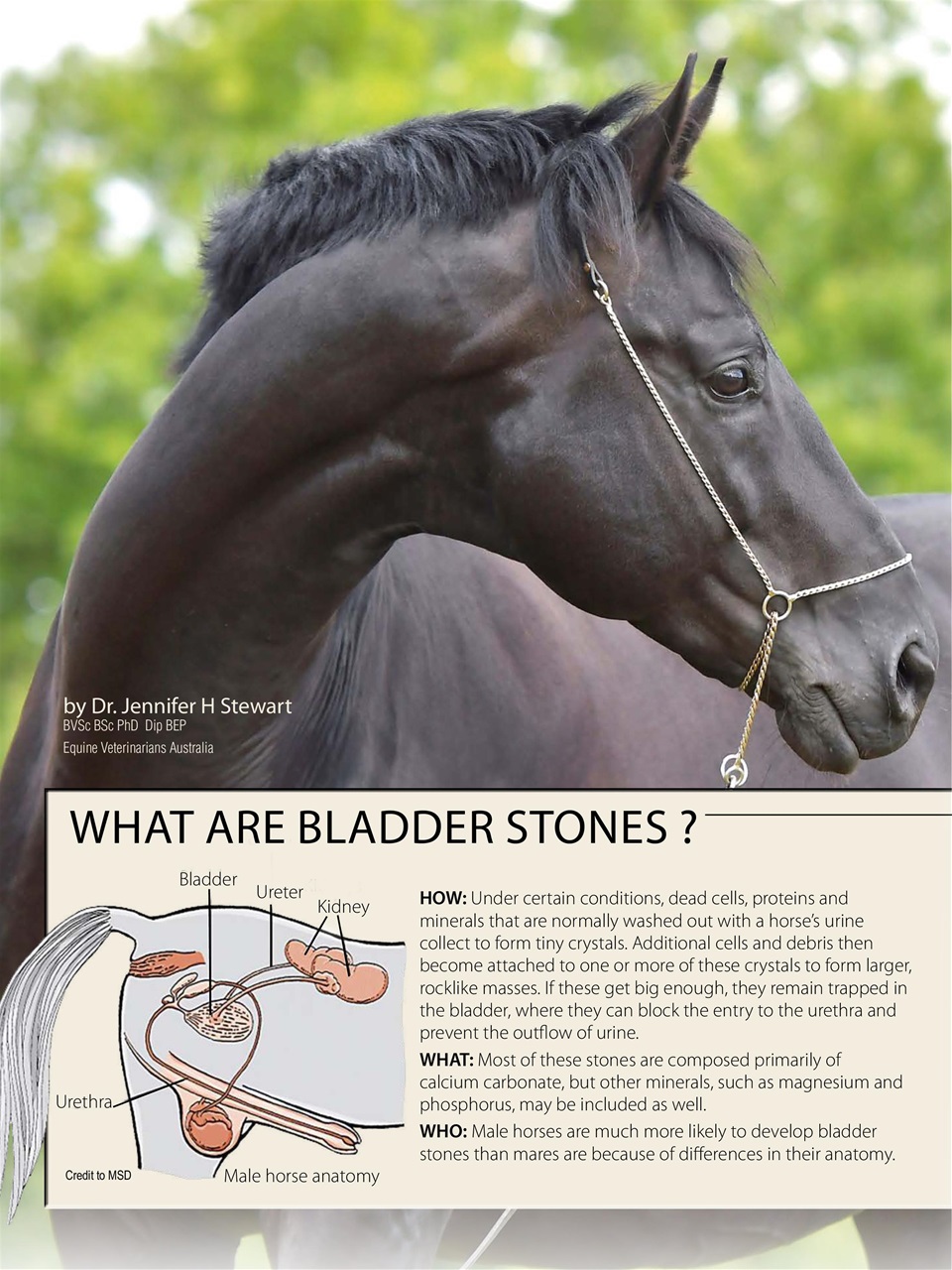 Hoofbeats Preview Pages