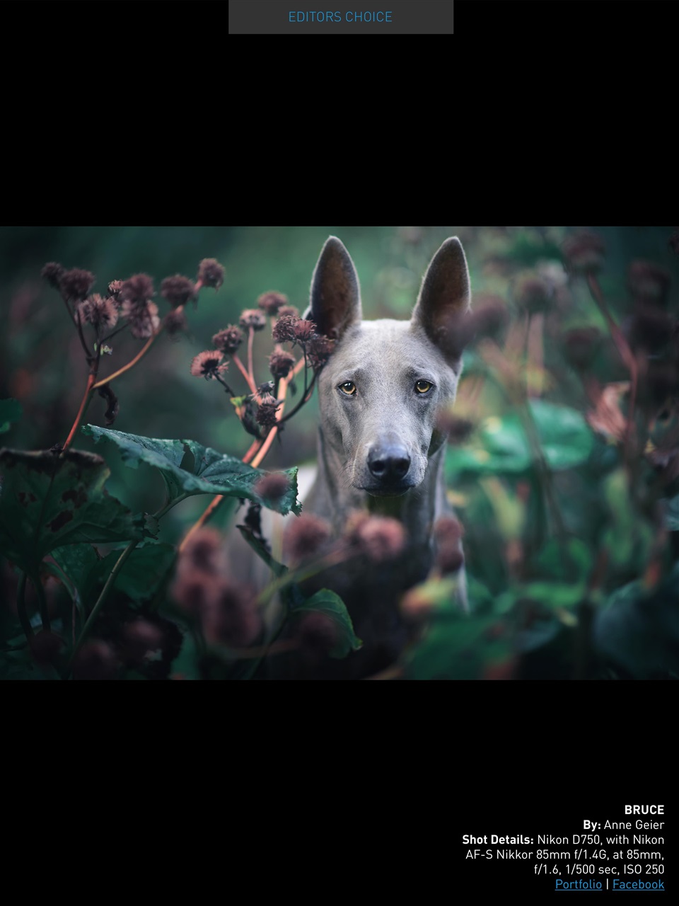 Photography Masterclass Magazine Preview Pages