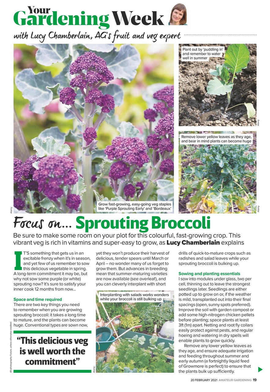 Amateur Gardening Preview Pages