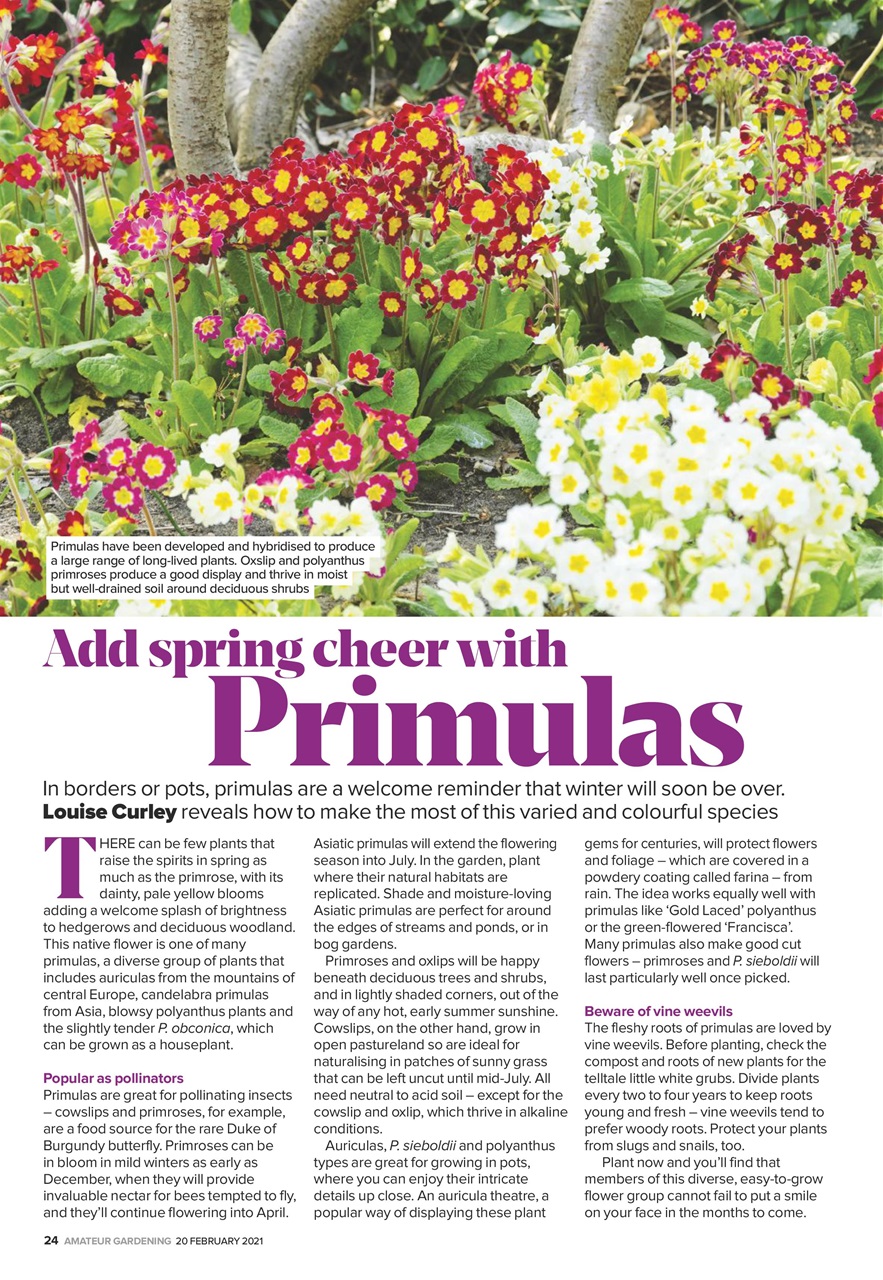 Amateur Gardening Preview Pages