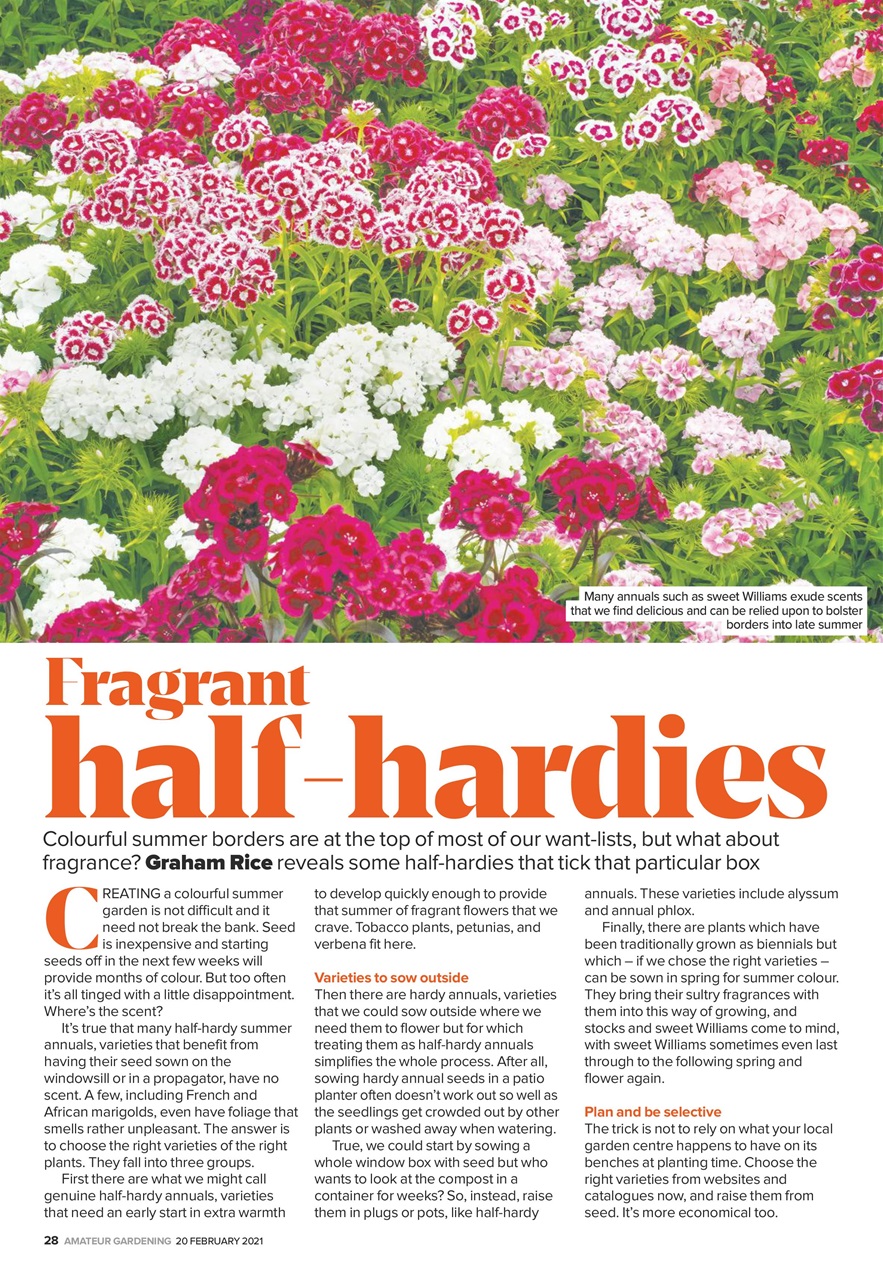 Amateur Gardening Preview Pages