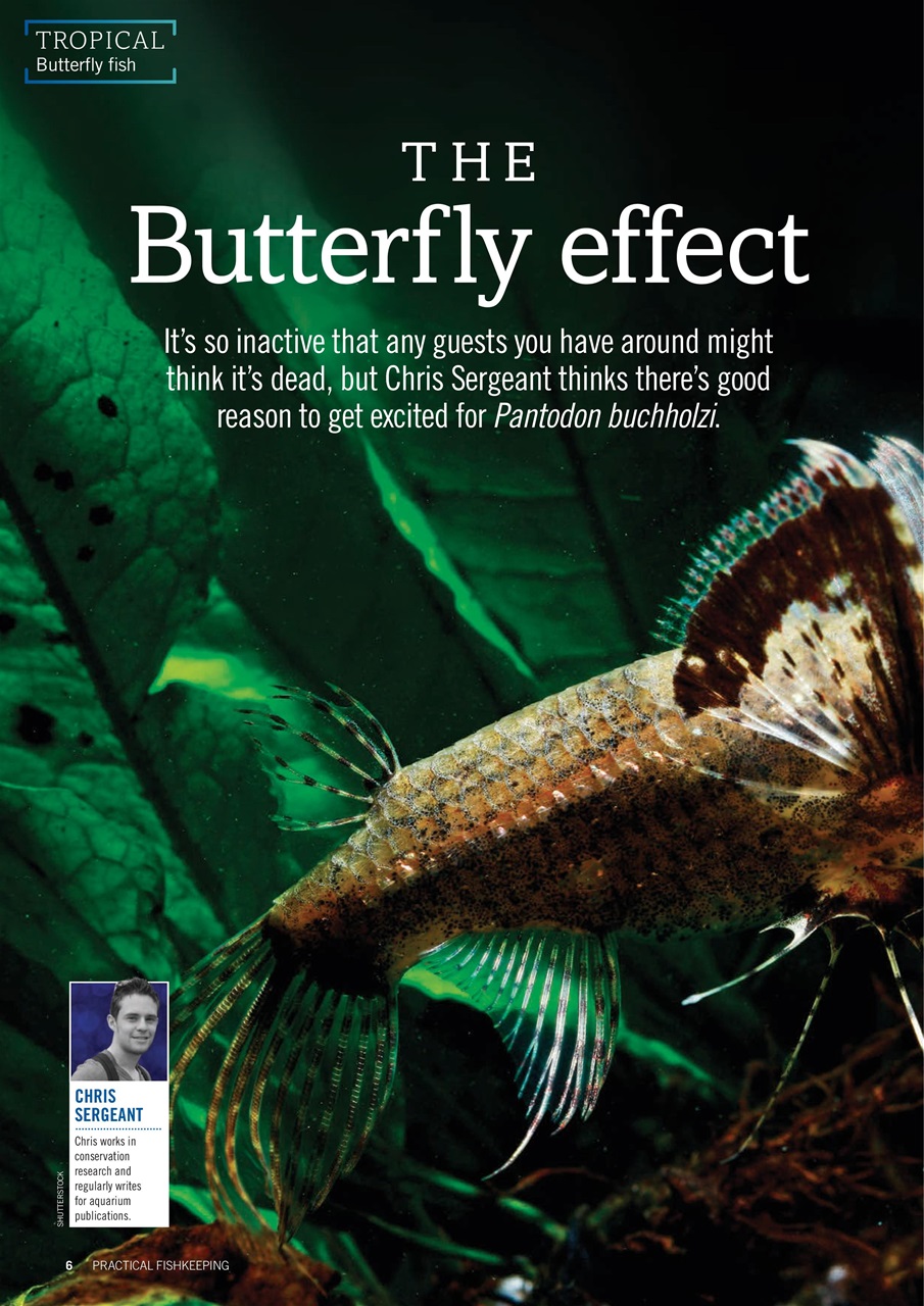 Practical Fishkeeping Preview Pages