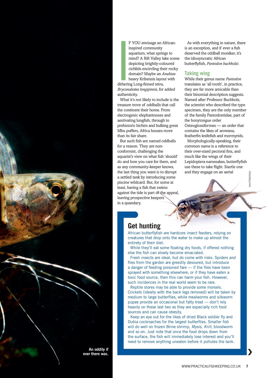 Practical Fishkeeping Preview Pages