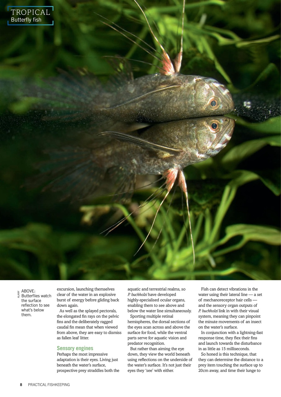 Practical Fishkeeping Preview Pages