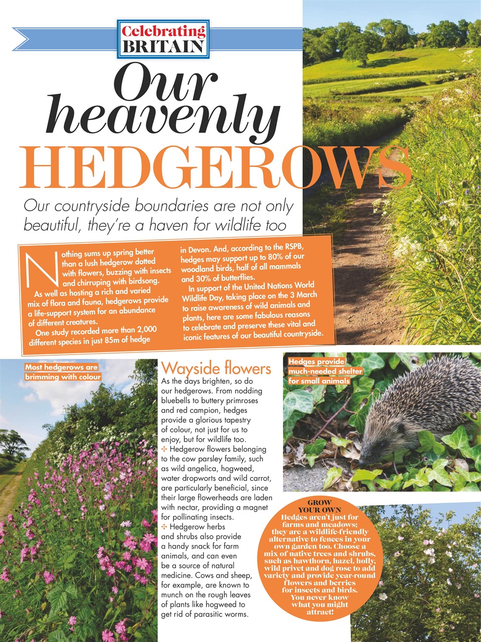 Woman's Weekly Preview Pages