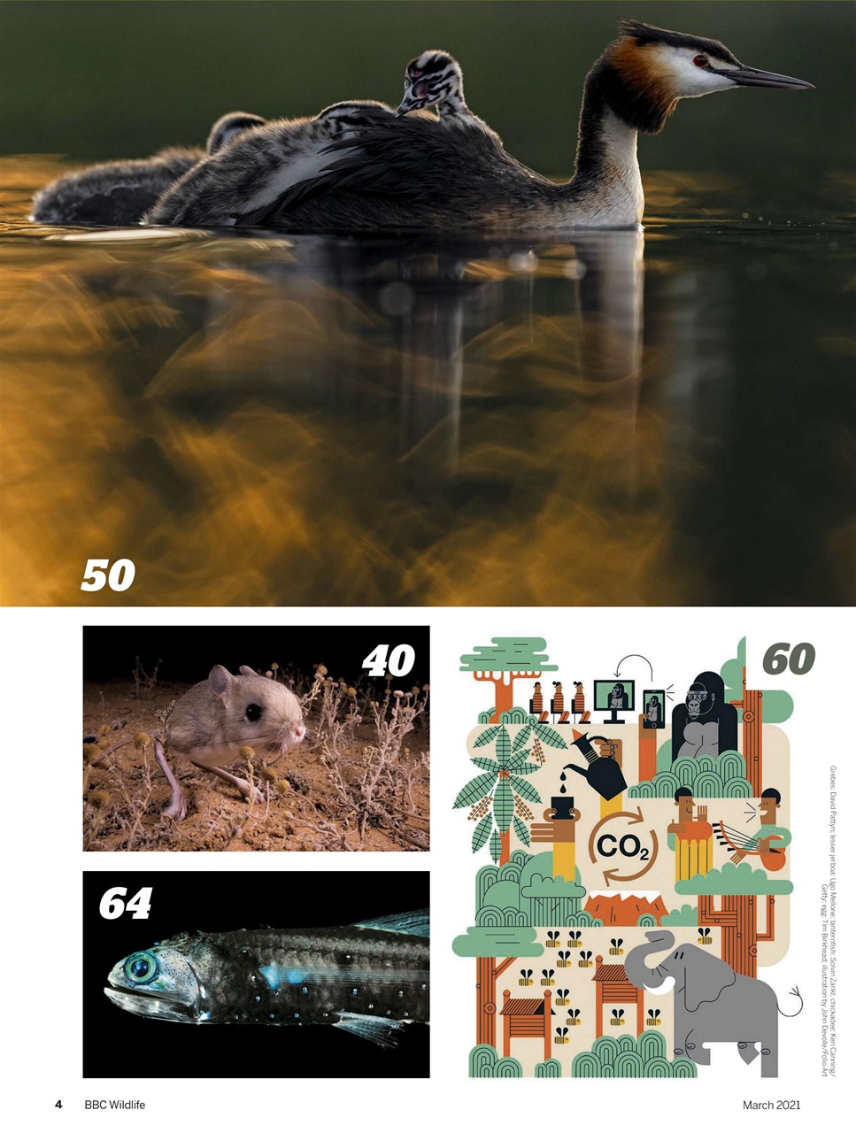 BBC Wildlife Magazine Preview Pages