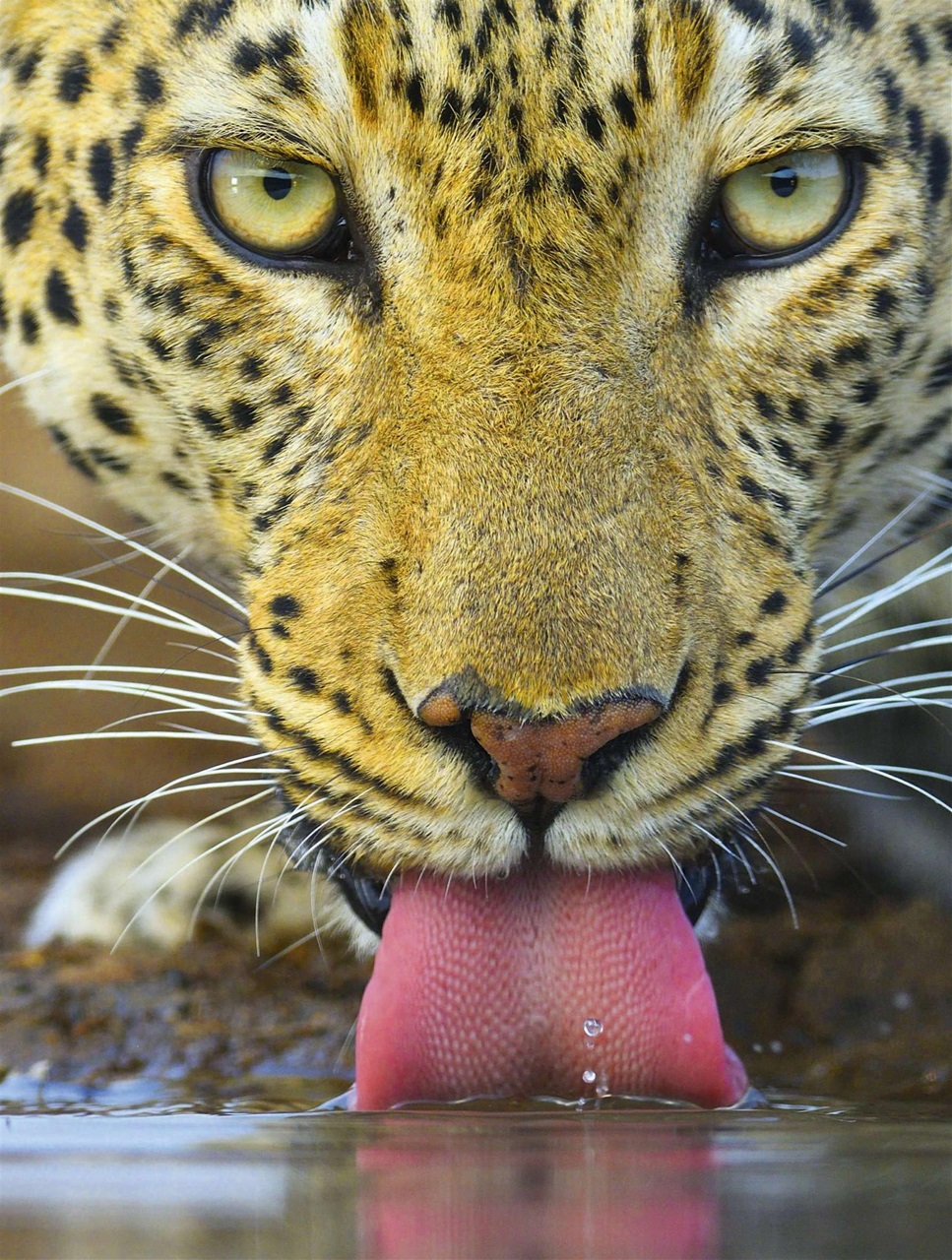 BBC Wildlife Magazine Preview Pages