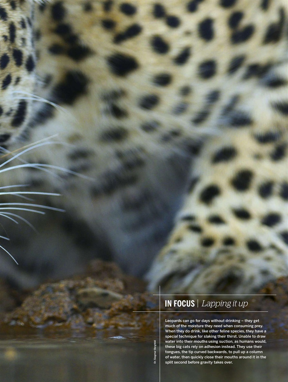 BBC Wildlife Magazine Preview Pages