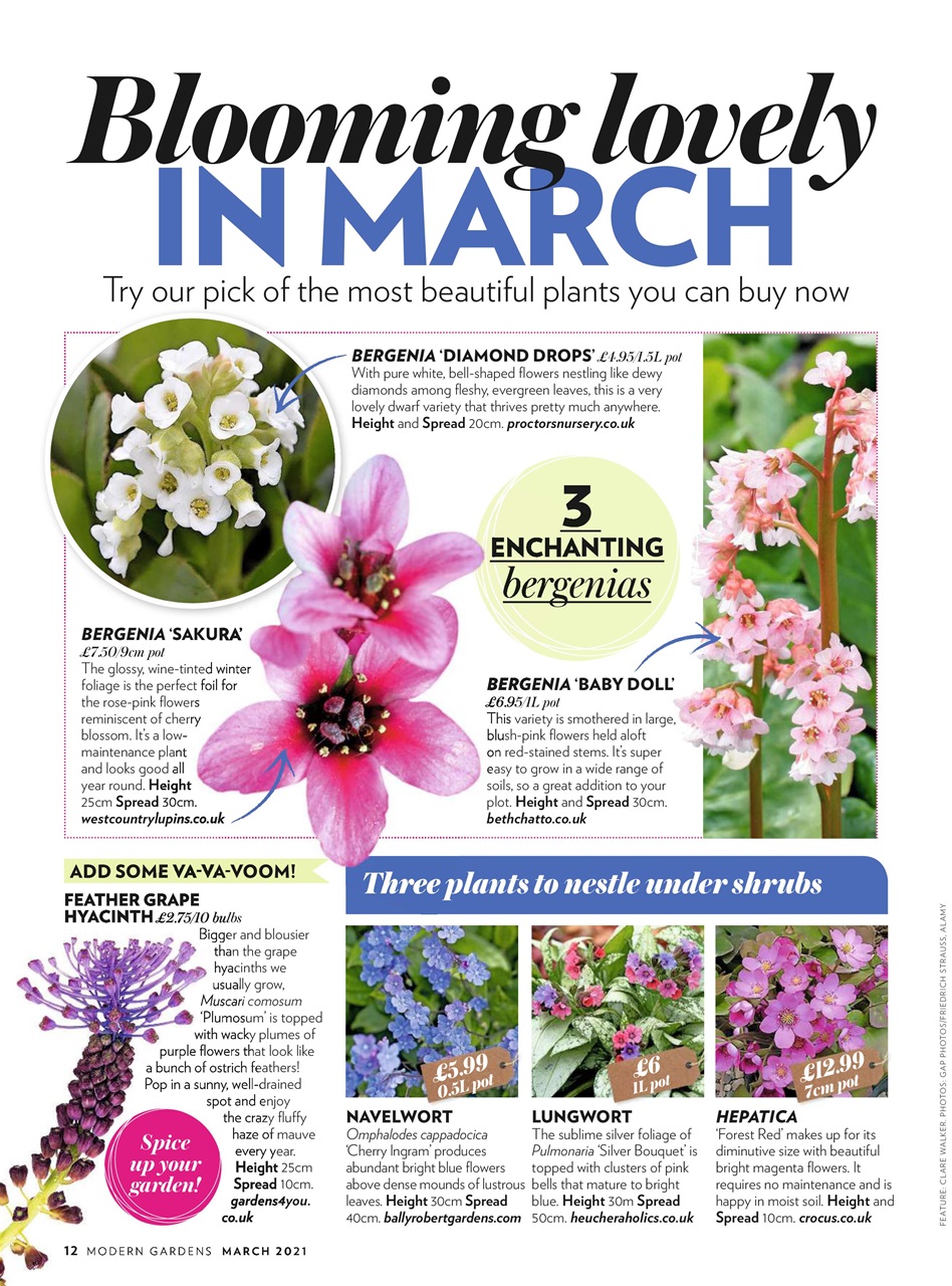 Modern Gardens Preview Pages