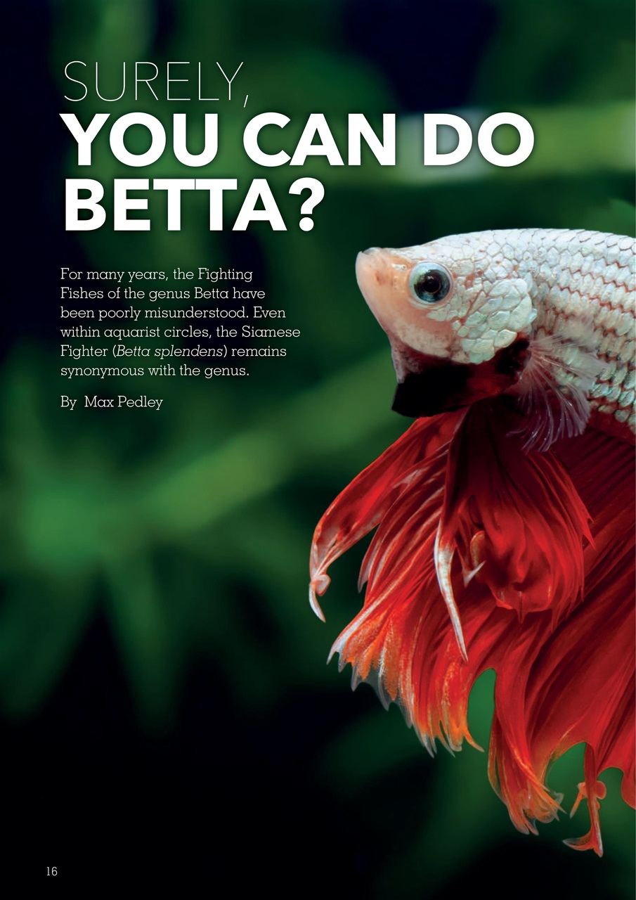 Exotics Keeper Preview Pages