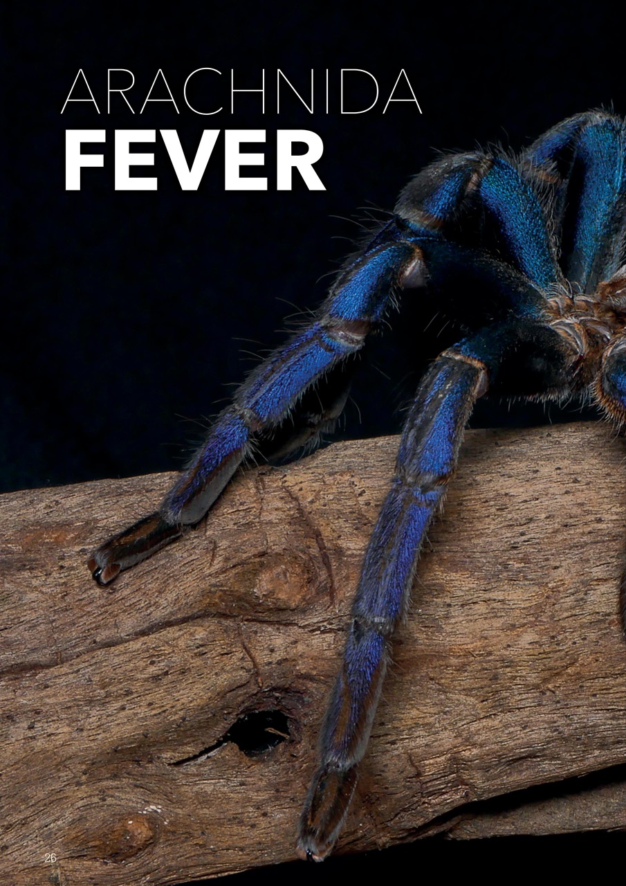 Exotics Keeper Preview Pages