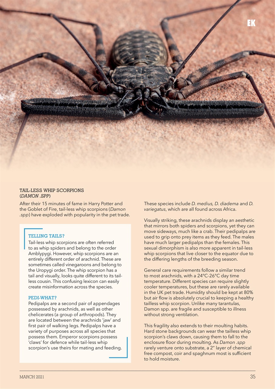 Exotics Keeper Preview Pages