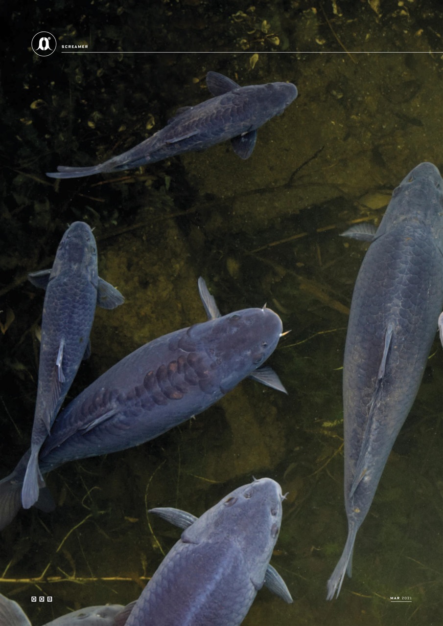 CARPology Magazine Preview Pages