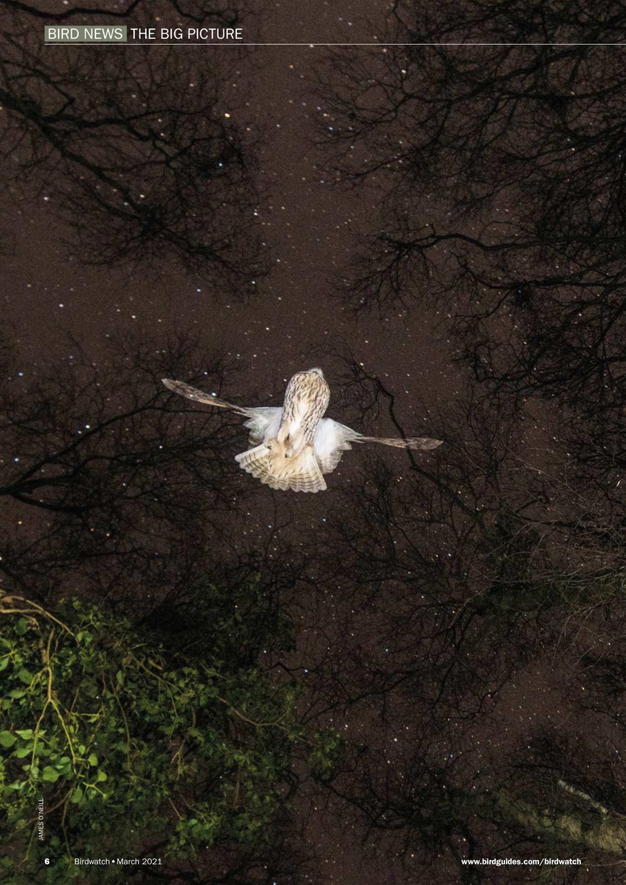 Birdwatch Magazine Preview Pages