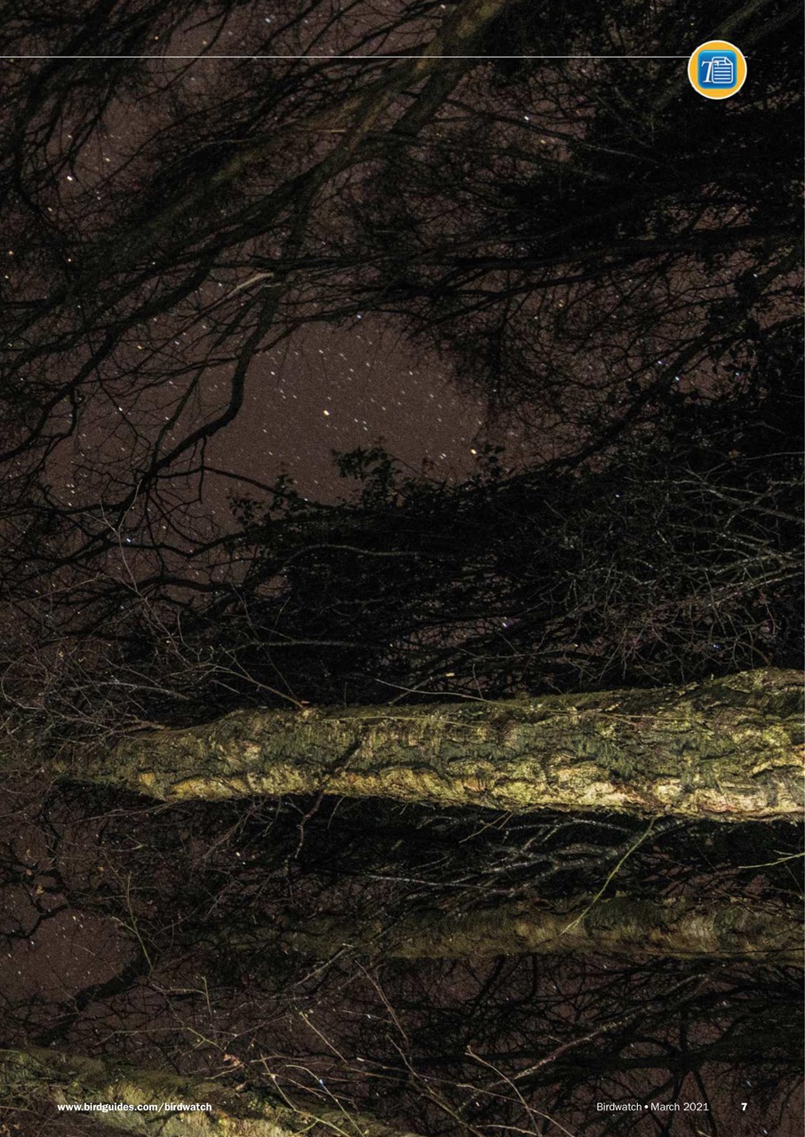 Birdwatch Magazine Preview Pages