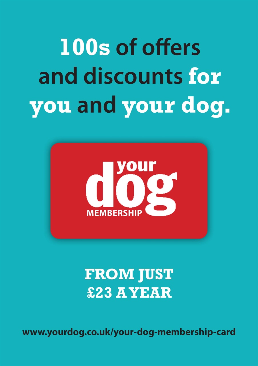 Your Dog Preview Pages