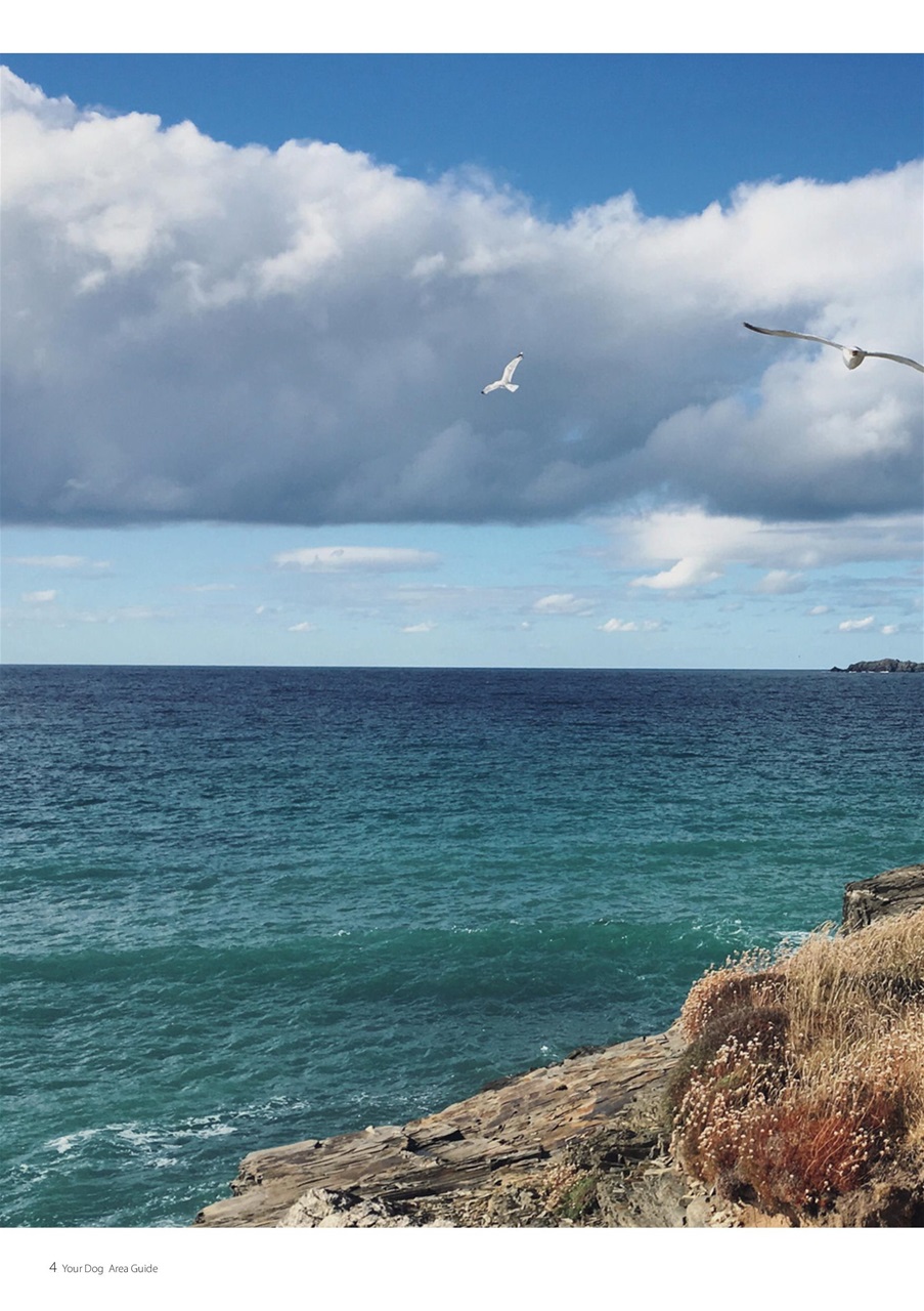 Your Dog Preview Pages