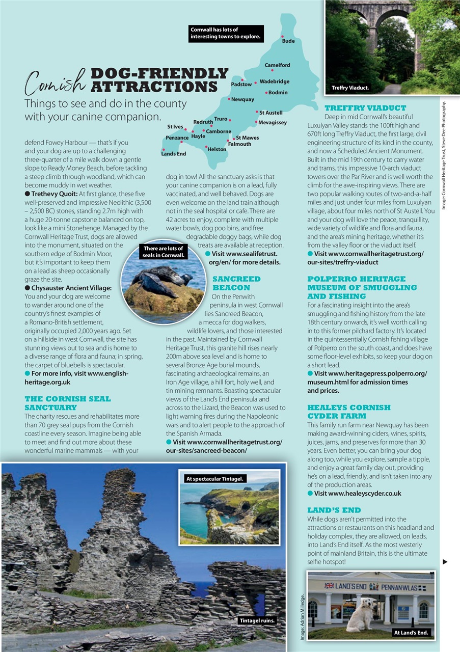 Your Dog Preview Pages