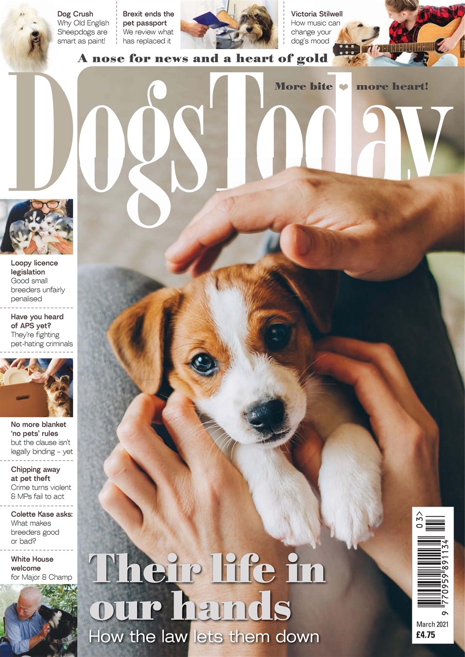 Dogs Today Magazine Preview Pages