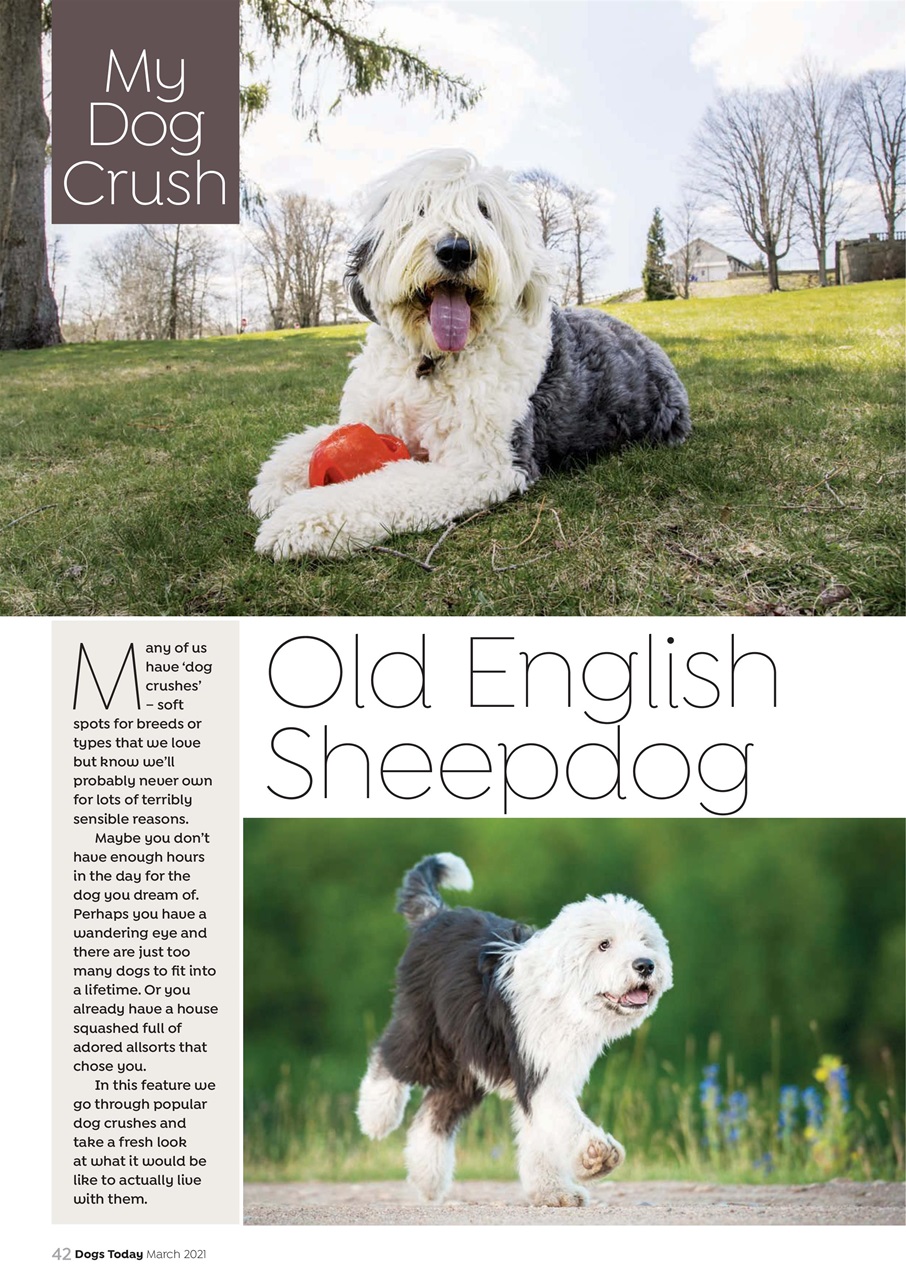 Dogs Today Magazine Preview Pages