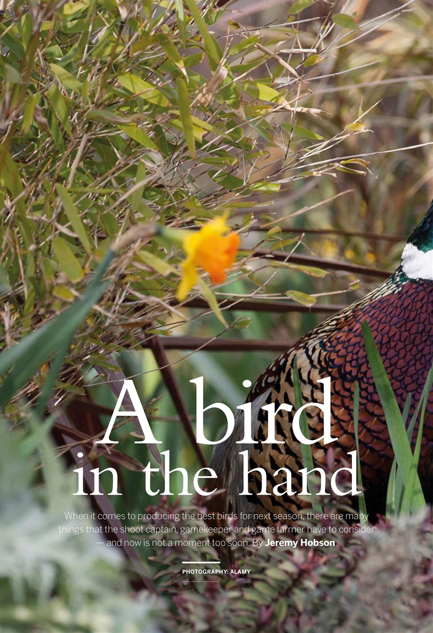 Shooting Gazette Preview Pages