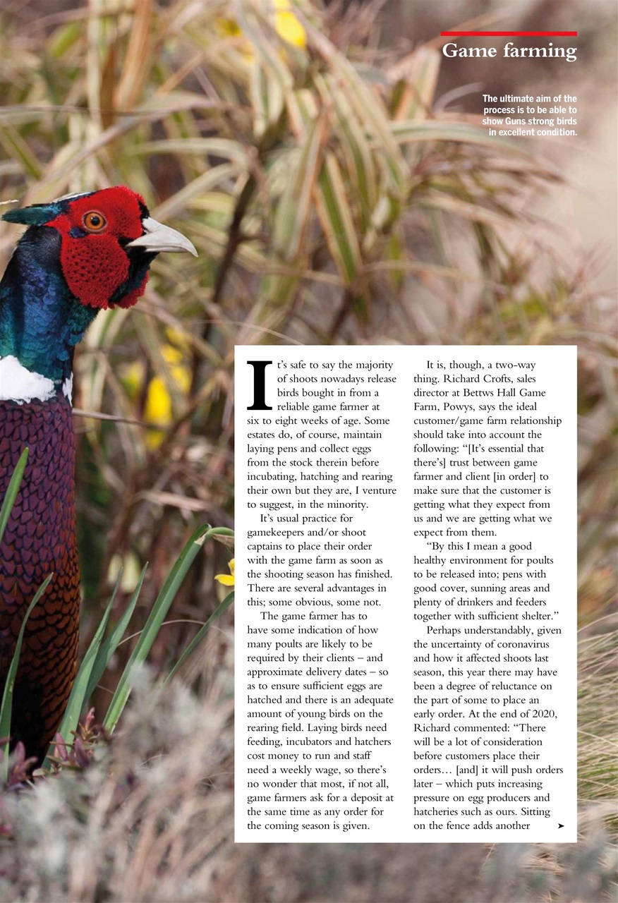 Shooting Gazette Preview Pages