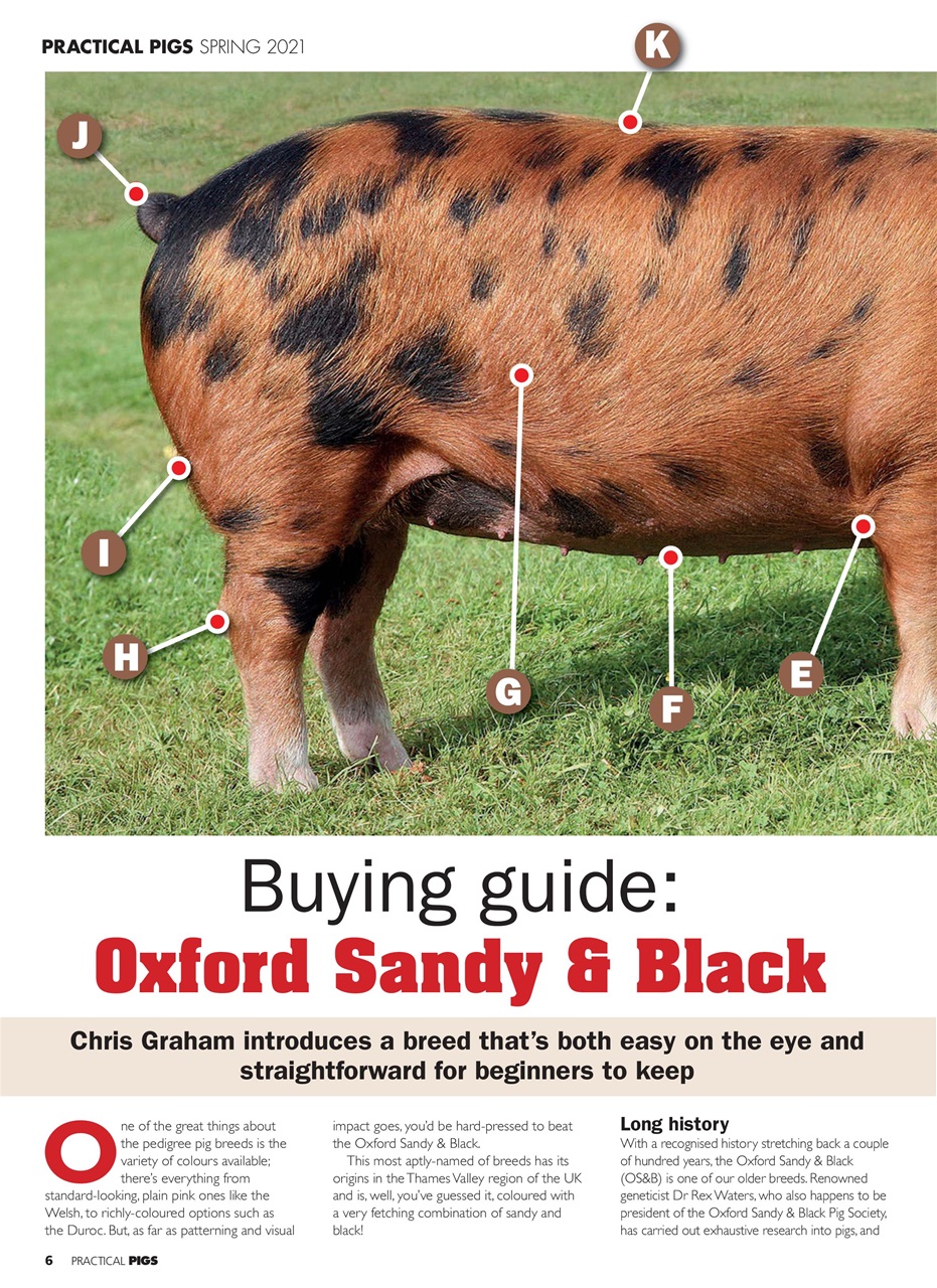 Practical Pigs Preview Pages