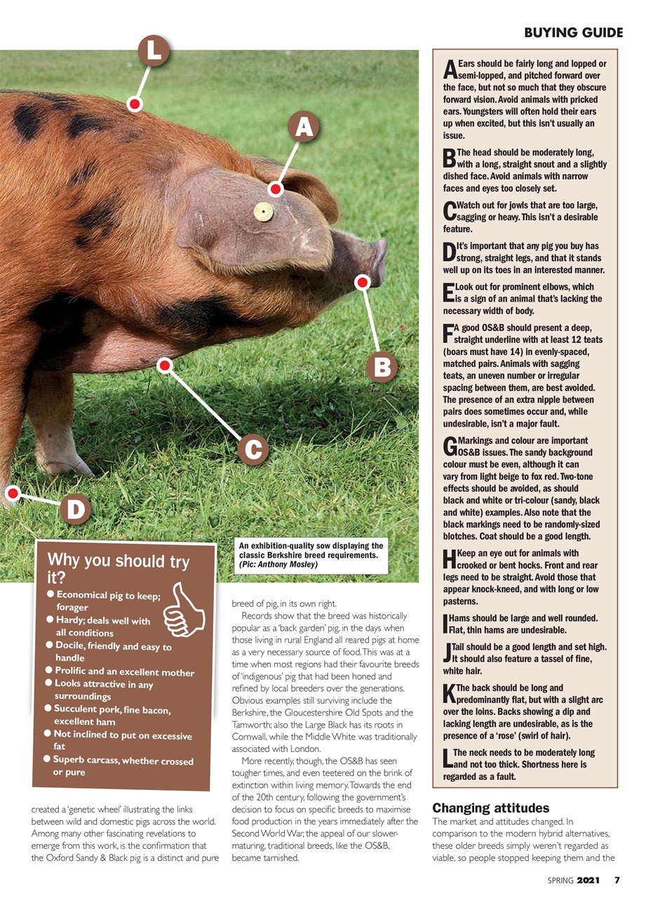 Practical Pigs Preview Pages