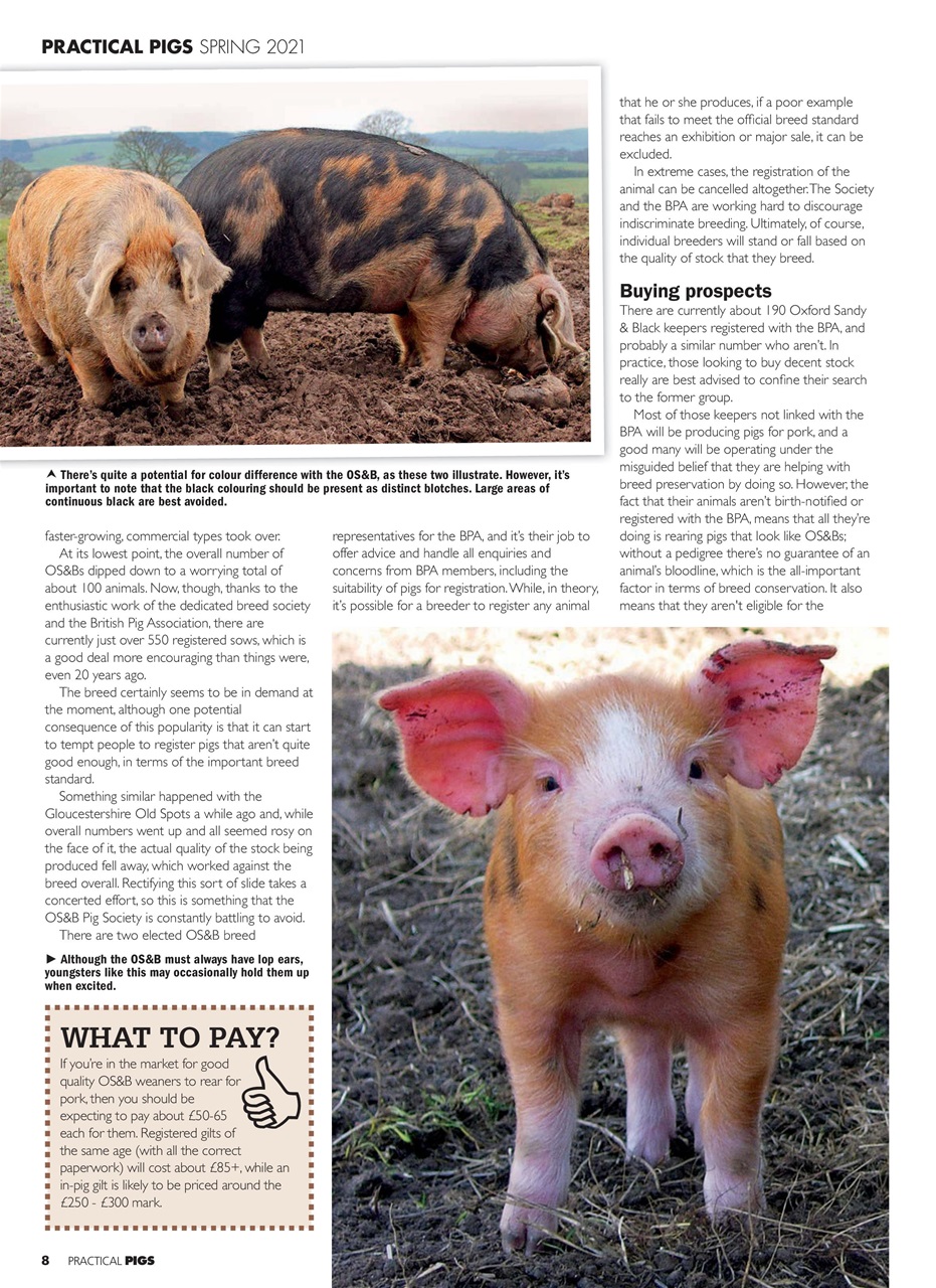 Practical Pigs Preview Pages