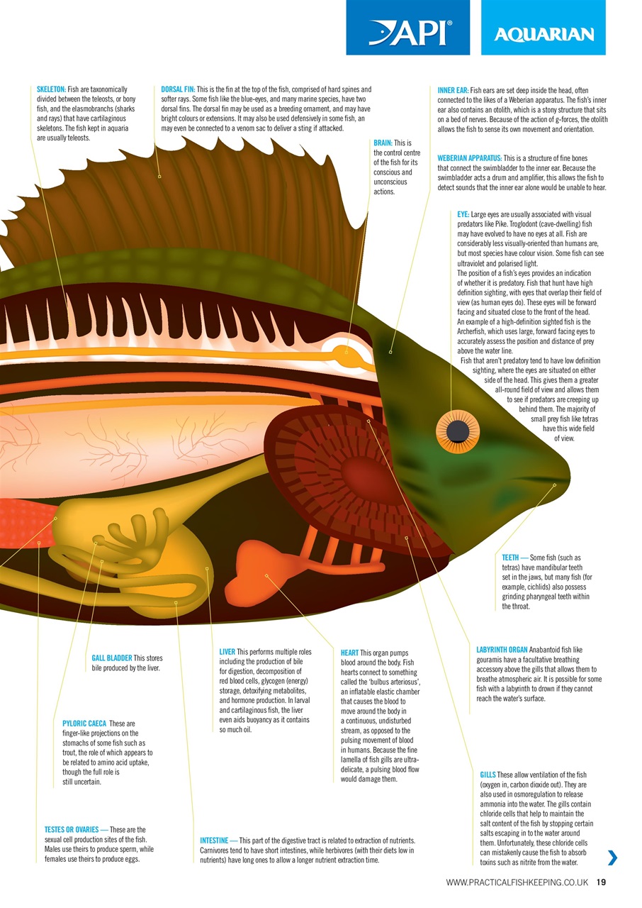 Practical Fishkeeping Preview Pages