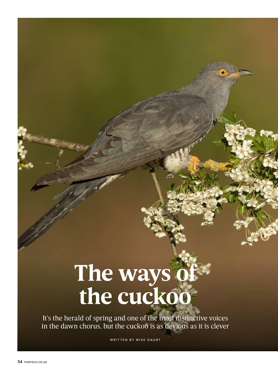 The Field Preview Pages