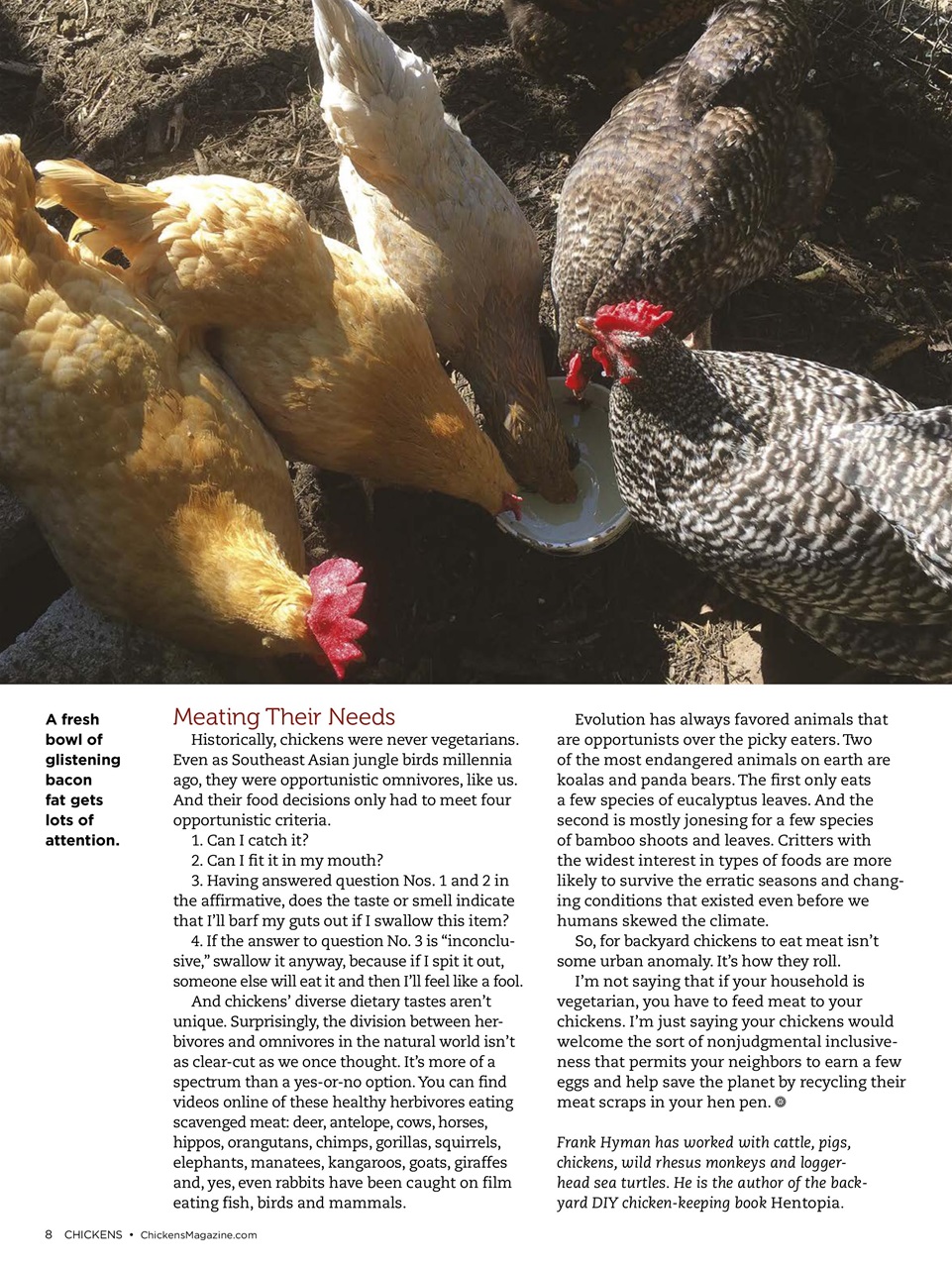 Chickens Magazine Preview Pages