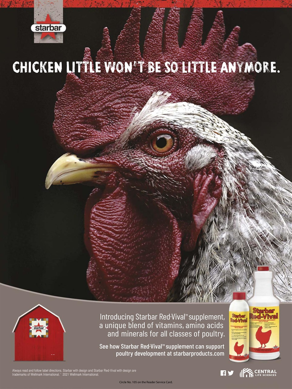 Chickens Magazine Preview Pages