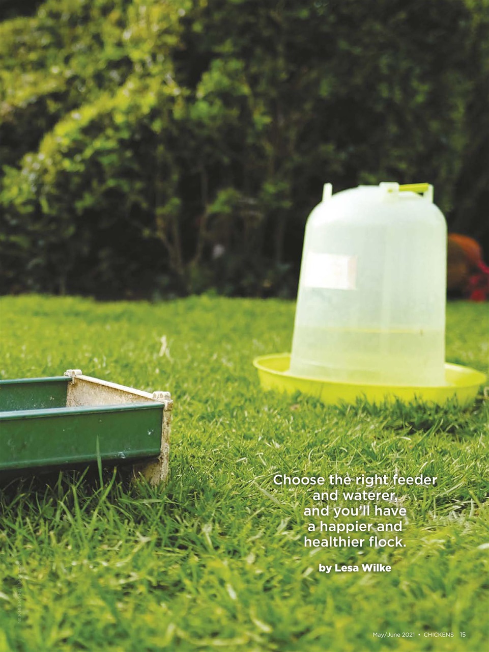 Chickens Magazine Preview Pages