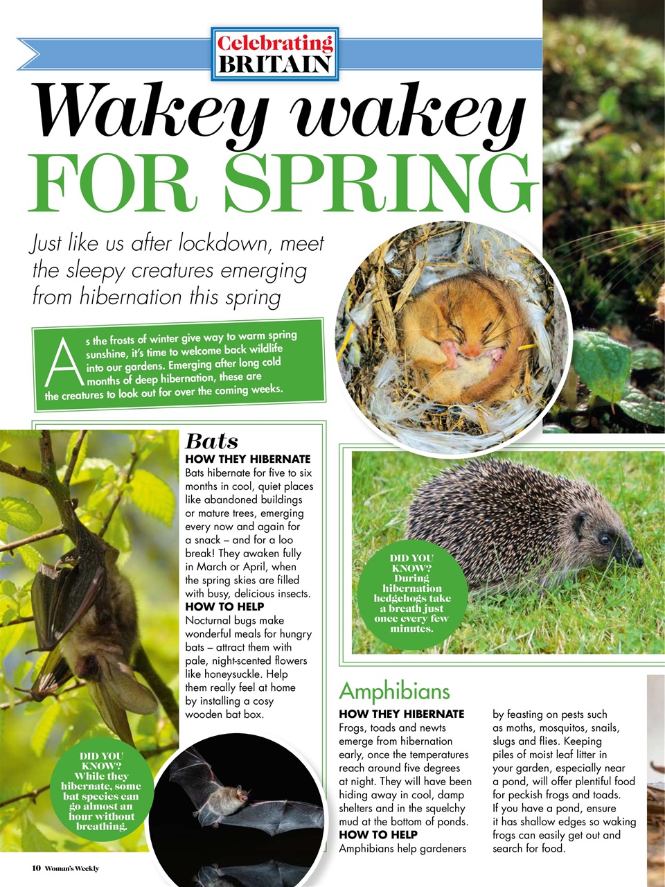 Woman's Weekly Preview Pages