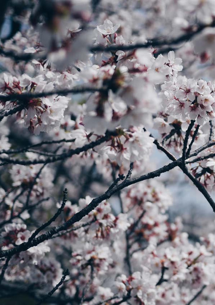 Witchology Magazine Preview Pages