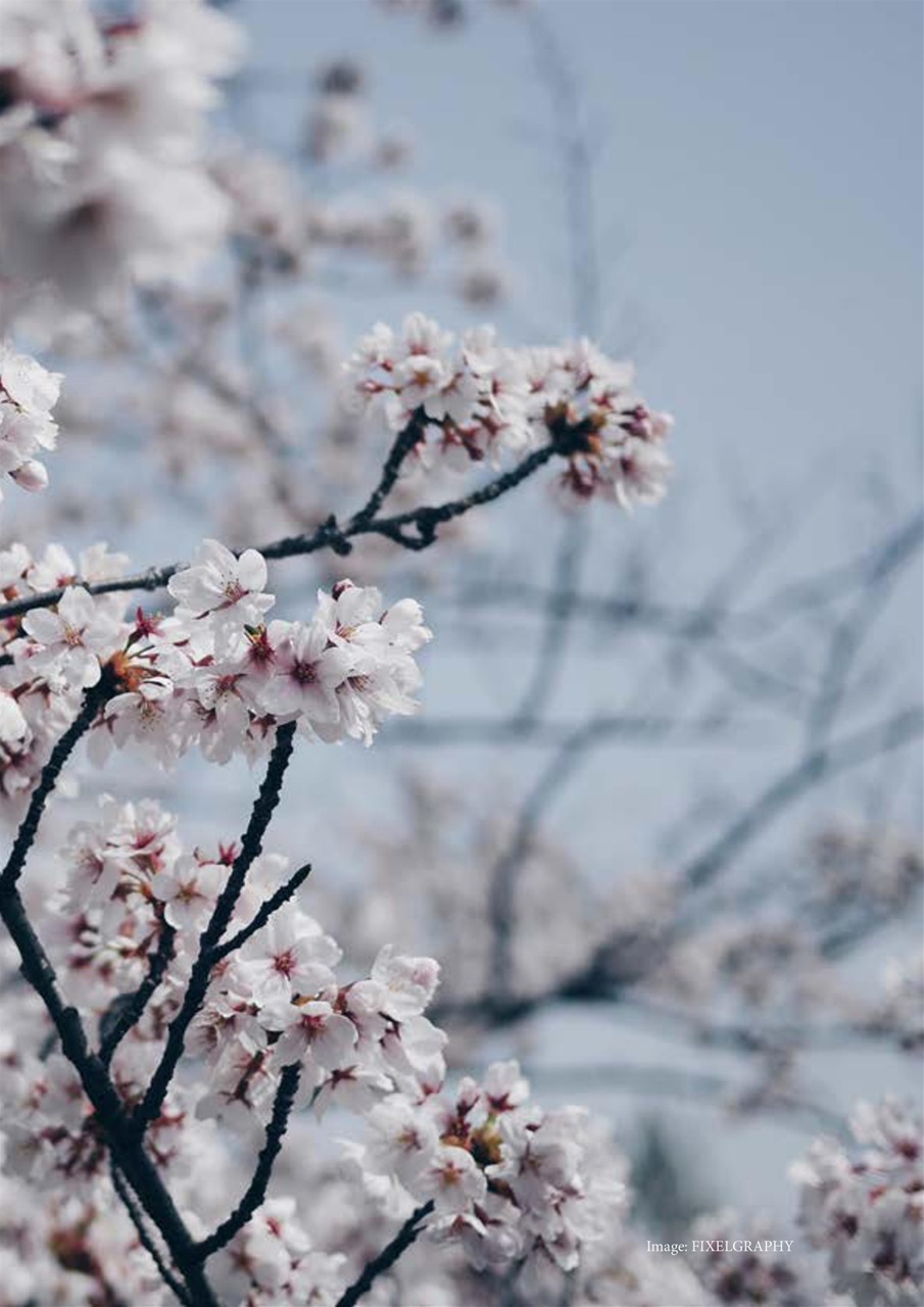 Witchology Magazine Preview Pages