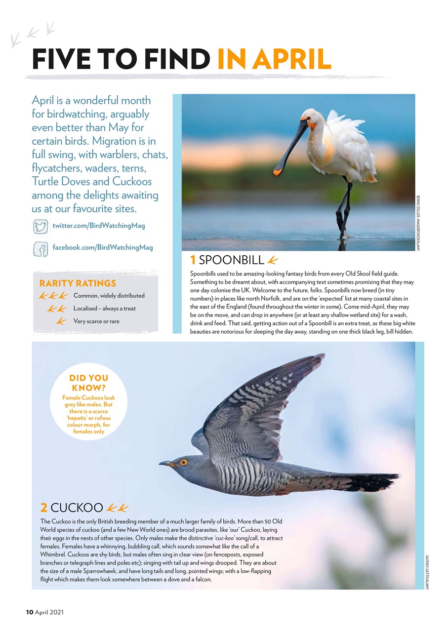 Bird Watching Preview Pages