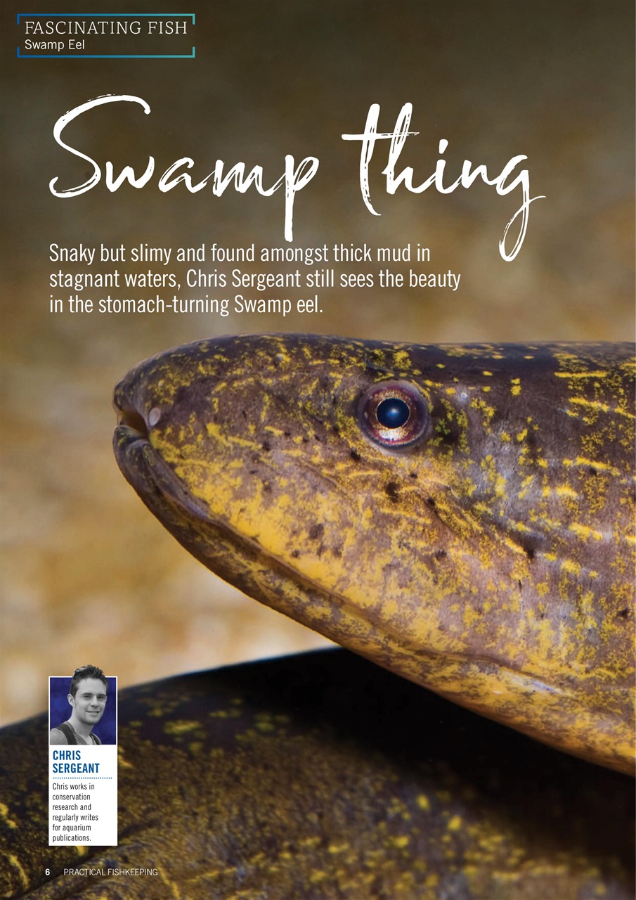 Practical Fishkeeping Preview Pages