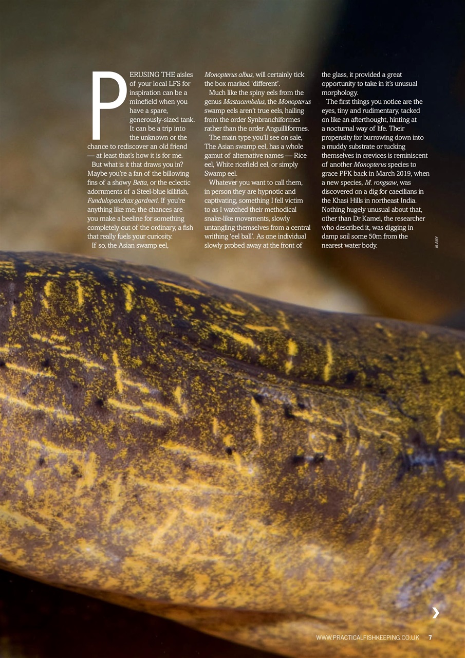 Practical Fishkeeping Preview Pages
