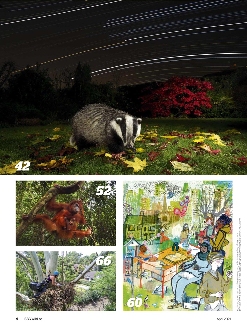 BBC Wildlife Magazine Preview Pages