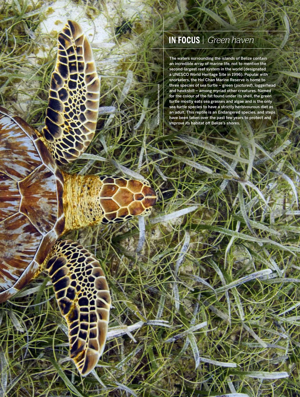 BBC Wildlife Magazine Preview Pages