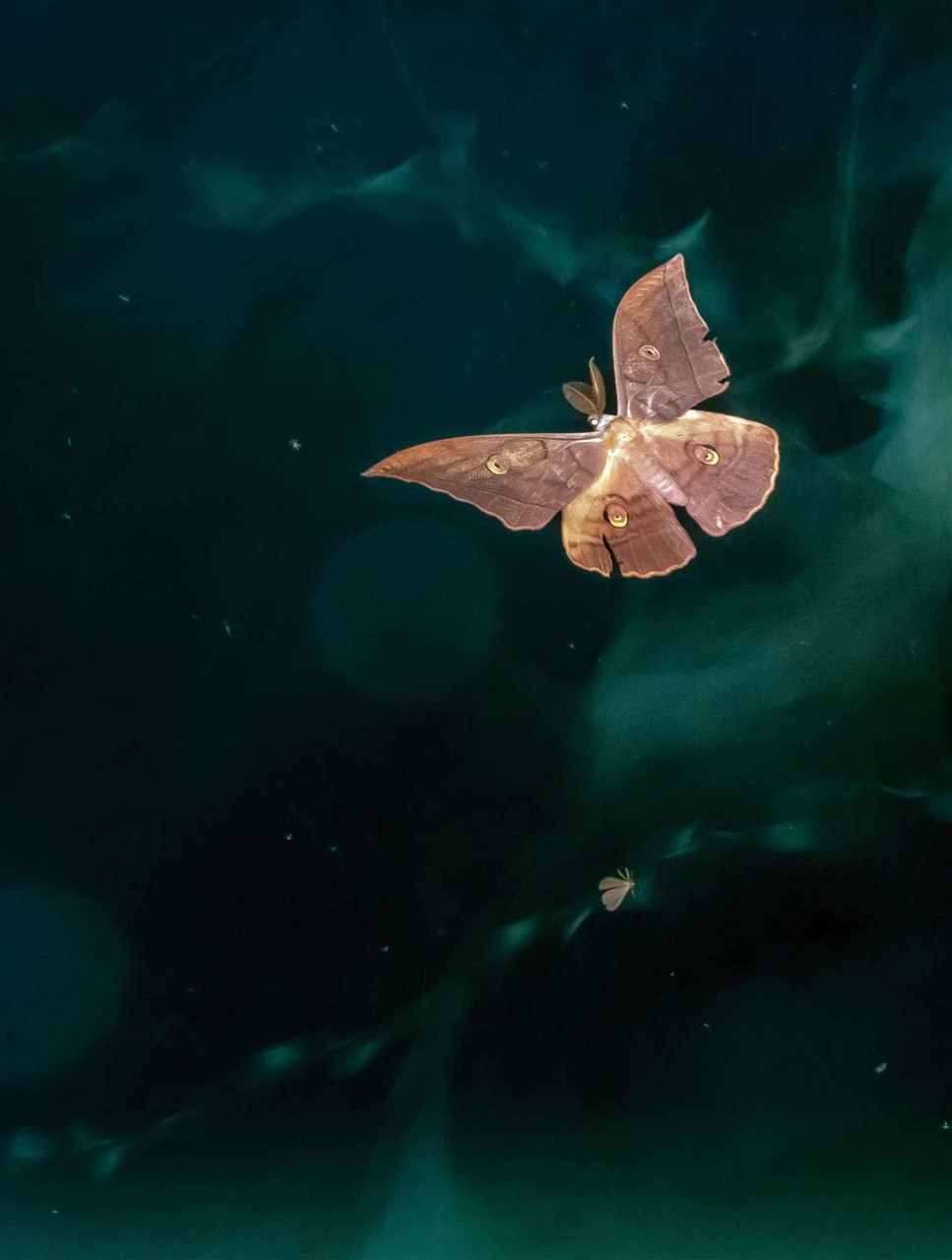 BBC Wildlife Magazine Preview Pages