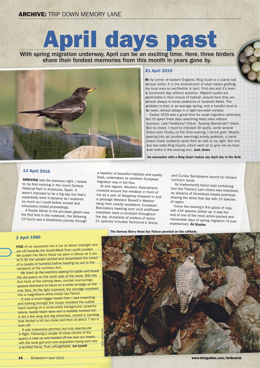 Birdwatch Magazine Preview Pages