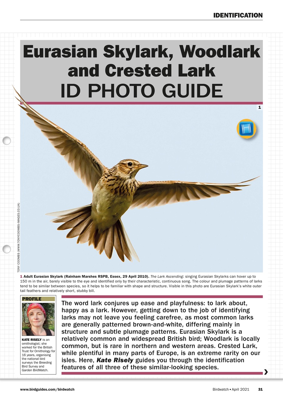 Birdwatch Magazine Preview Pages
