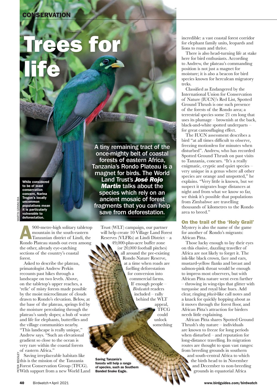 Birdwatch Magazine Preview Pages