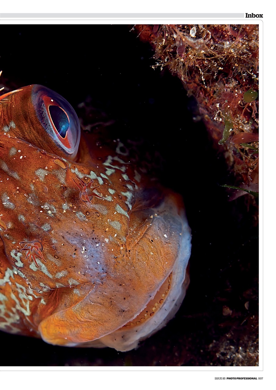 Professional Photo Preview Pages