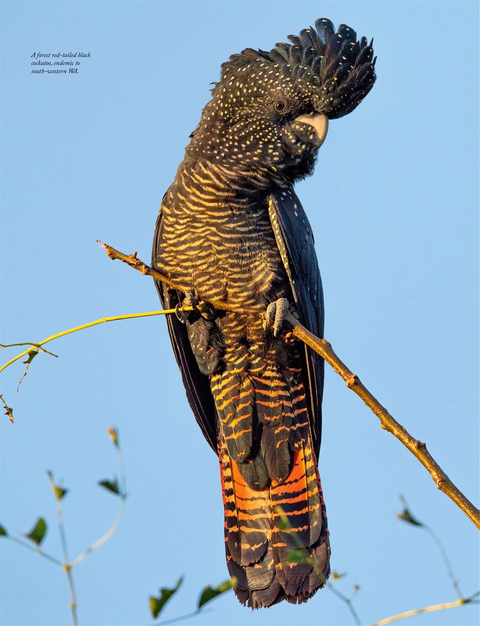 OUTBACK Magazine Preview Pages